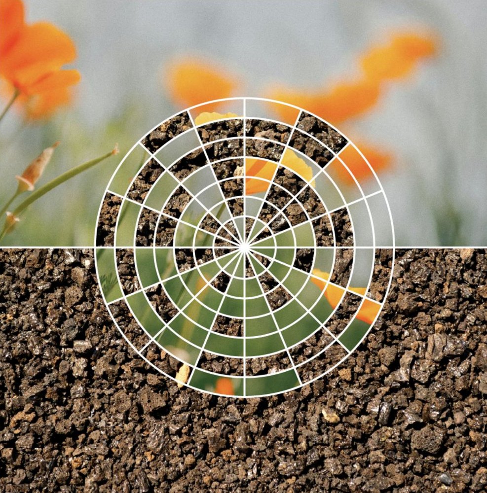 Orange flowers and soil joined by a radial grid